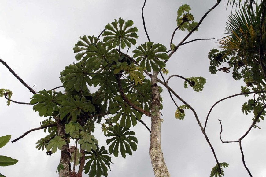 Illegal gold mining contaminated this land. Trees and plants are healing it